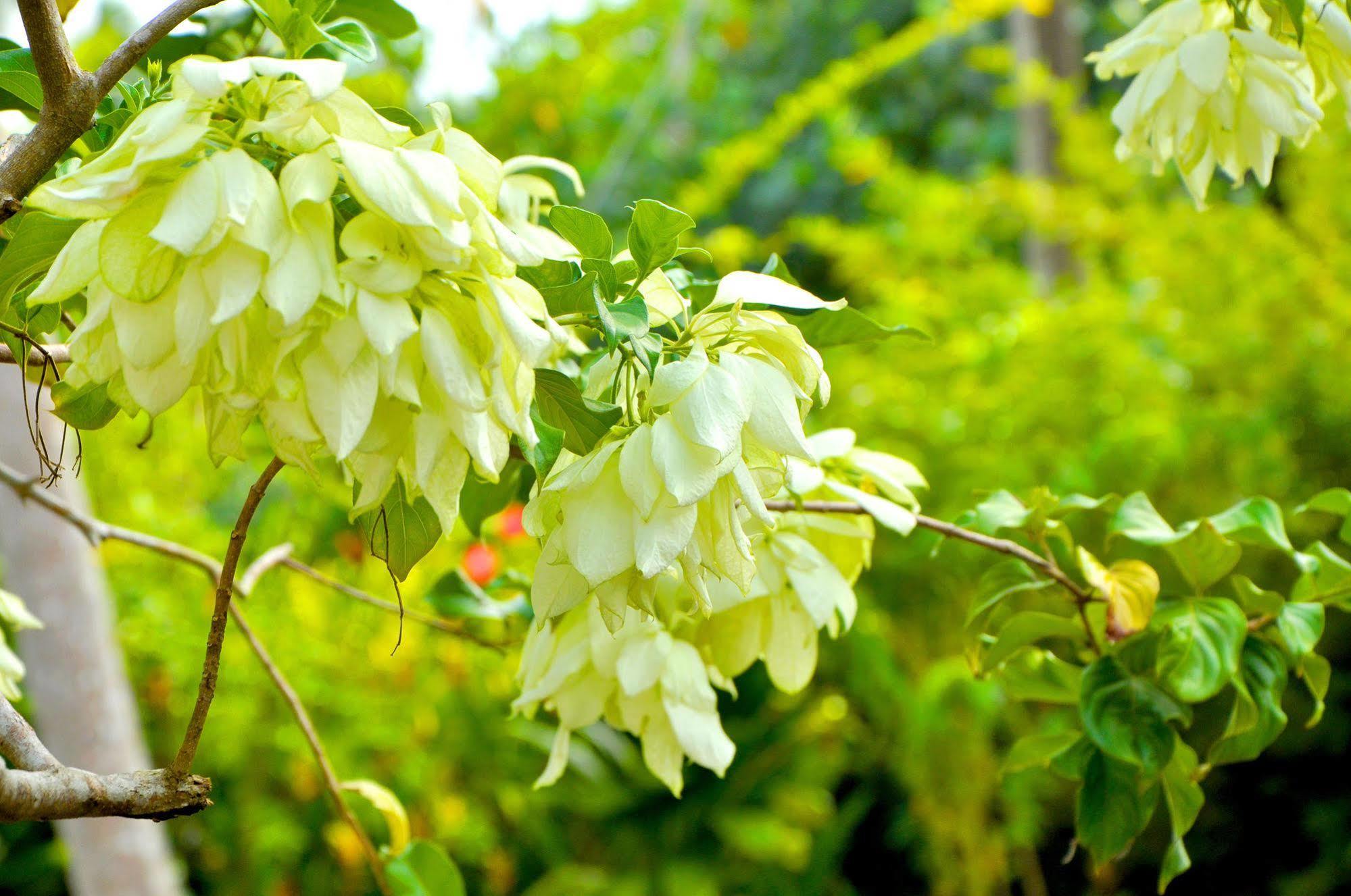 Sakura Villa 벤토타 외부 사진